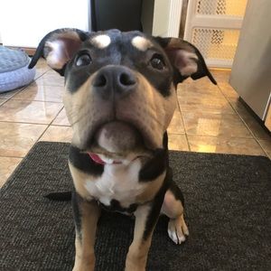 Meet your Posher, Mila